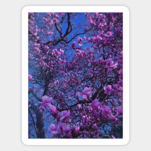 Flowers in nature Sticker